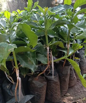 Healthy Grafted Seedlings for Sale – Ready for Planting