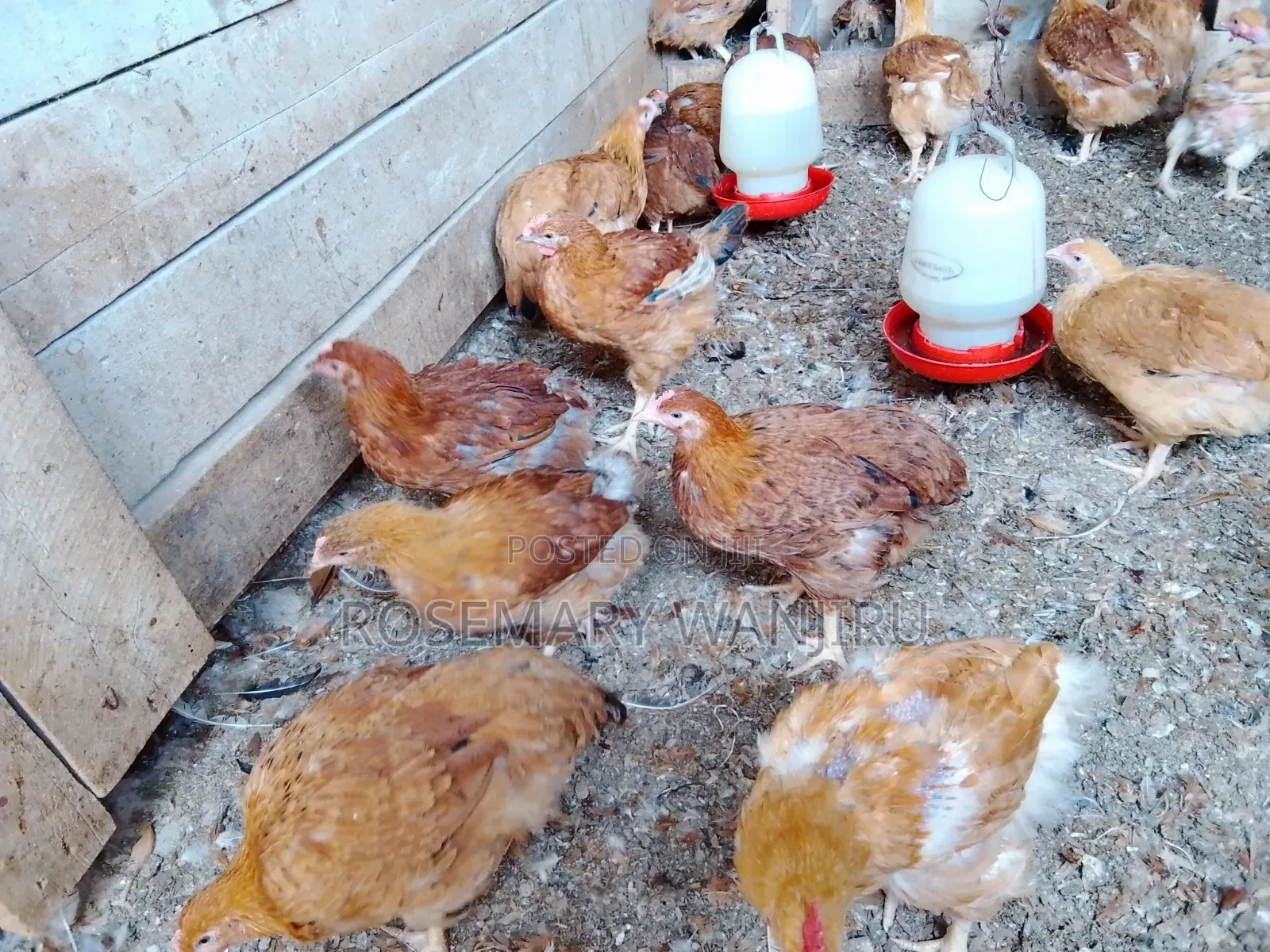 Mature Chickens