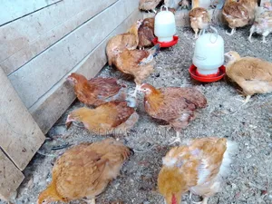 Mature Chickens