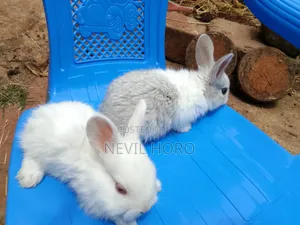 1 Month(4week Old Newly Weaned Rabbits for Sale at Kenyatta Road Juja