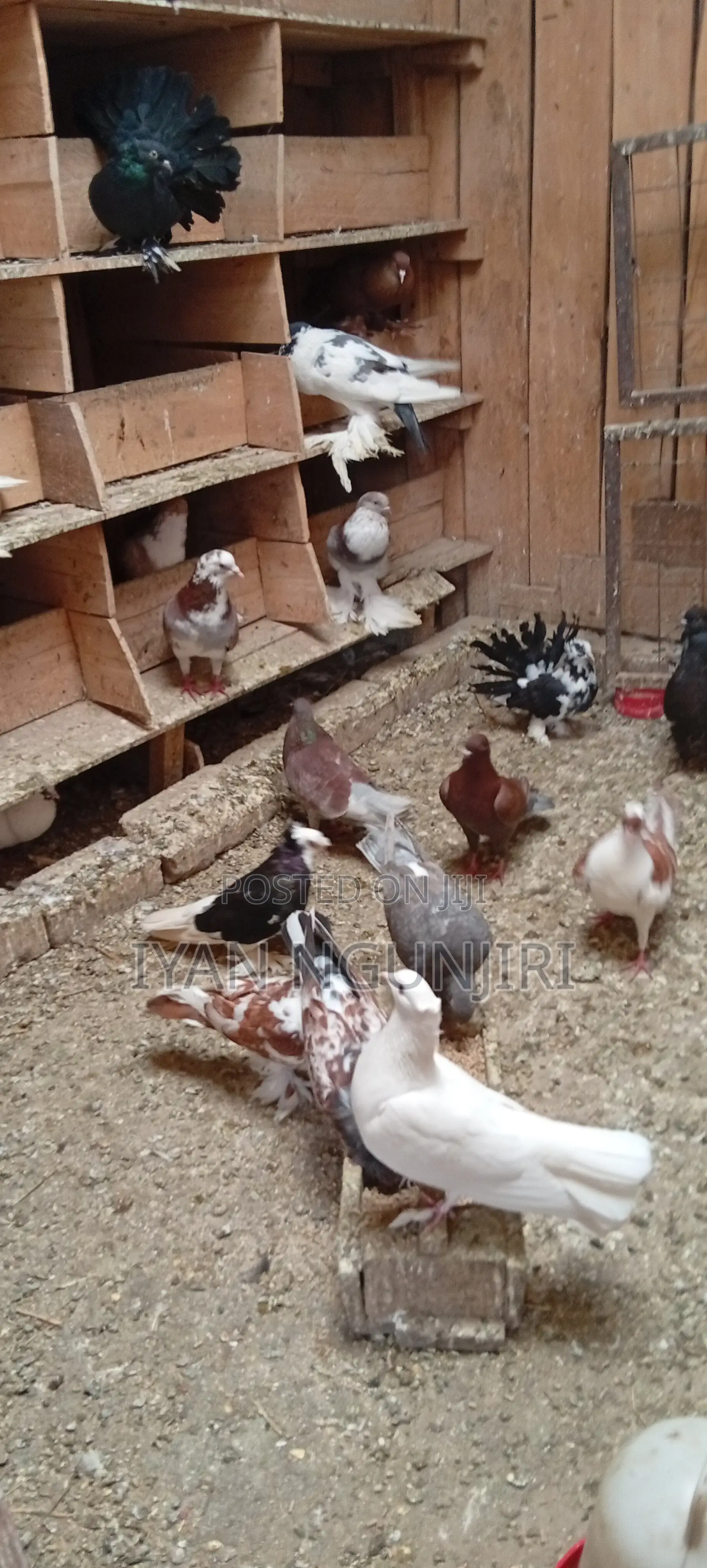 Doves Breed