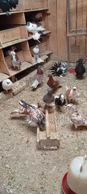 Doves Breed