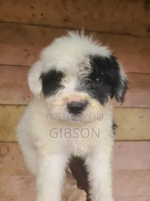 1-3 months Male Purebred Havanese