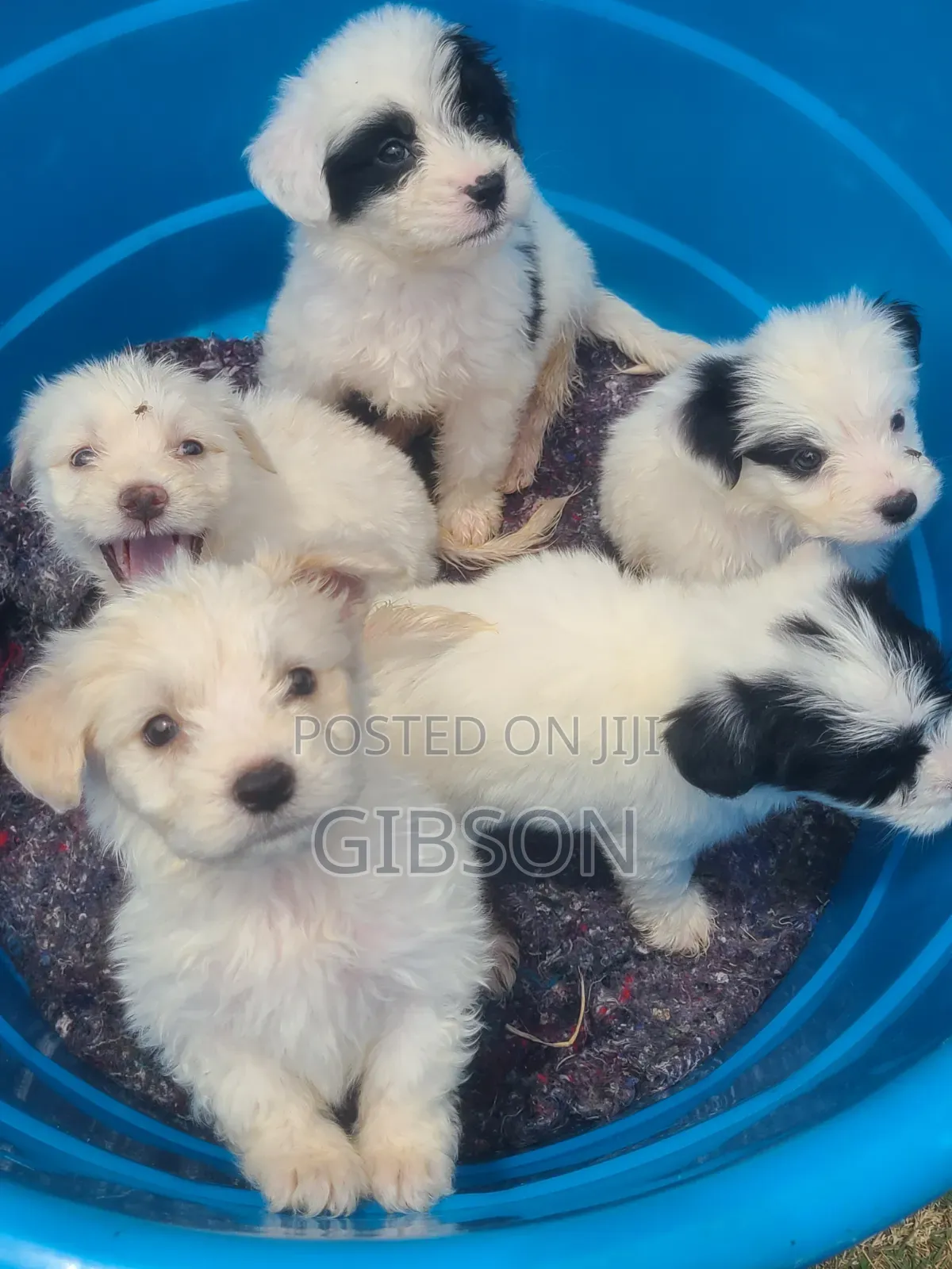 1-3 months Male Purebred Havanese