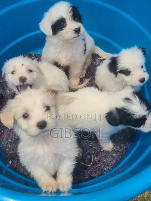 1-3 months Male Purebred Havanese