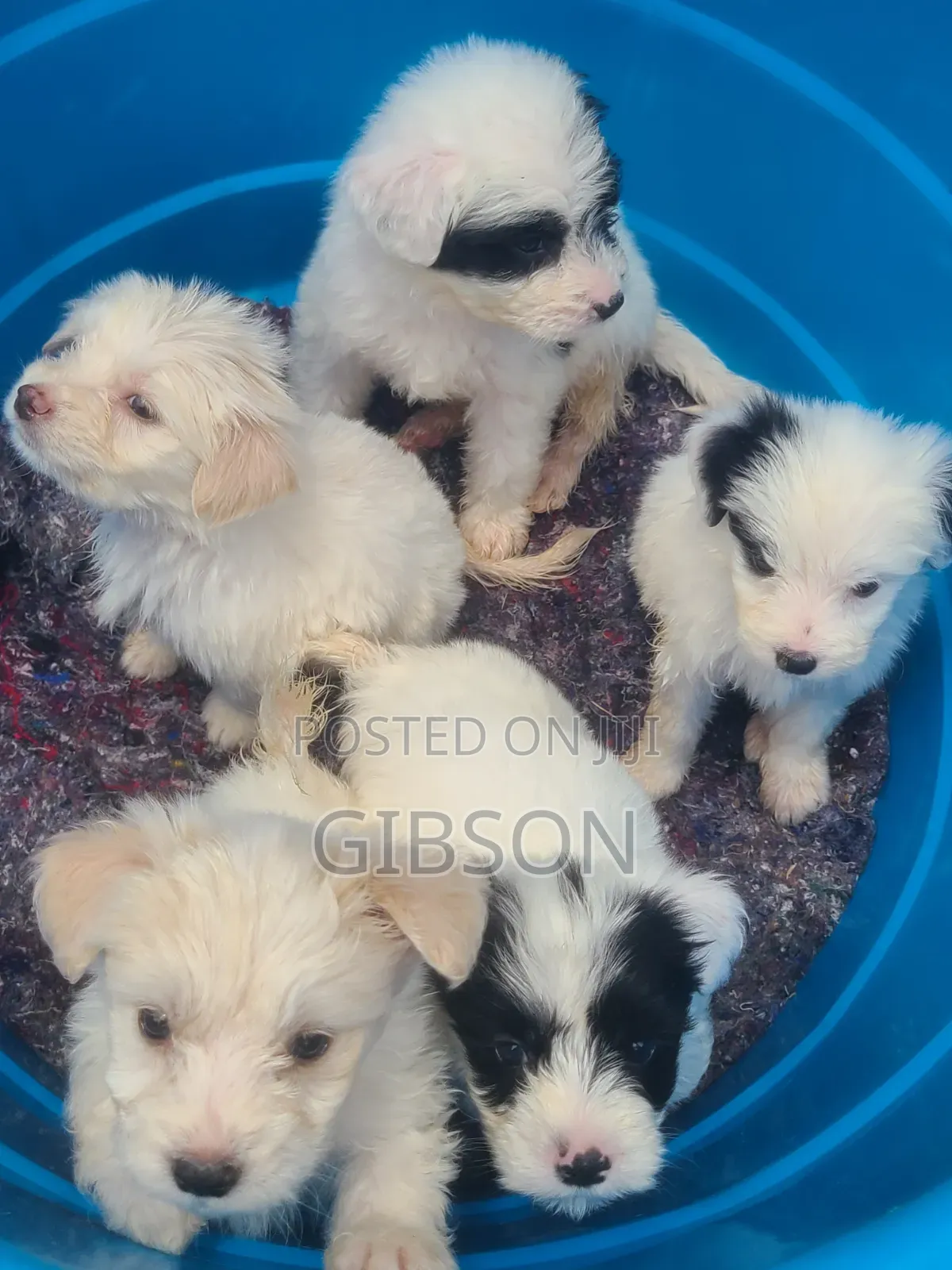 1-3 months Male Purebred Havanese