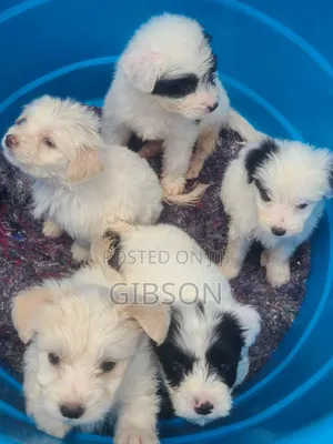 1-3 months Male Purebred Havanese