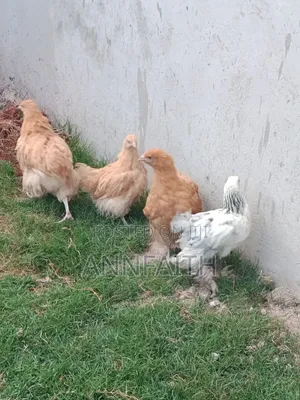 Buff Orpington