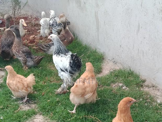 Buff Orpington - thumbnail 2