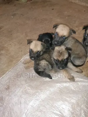 0-1 month Female Mixed Breed Boerboel