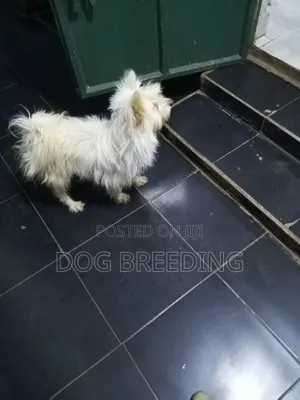 1-3 months Male Purebred Maltese