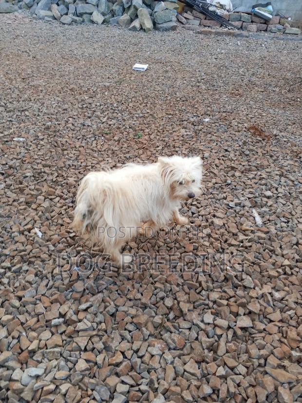 1-3 months Male Purebred Maltese - thumbnail 2