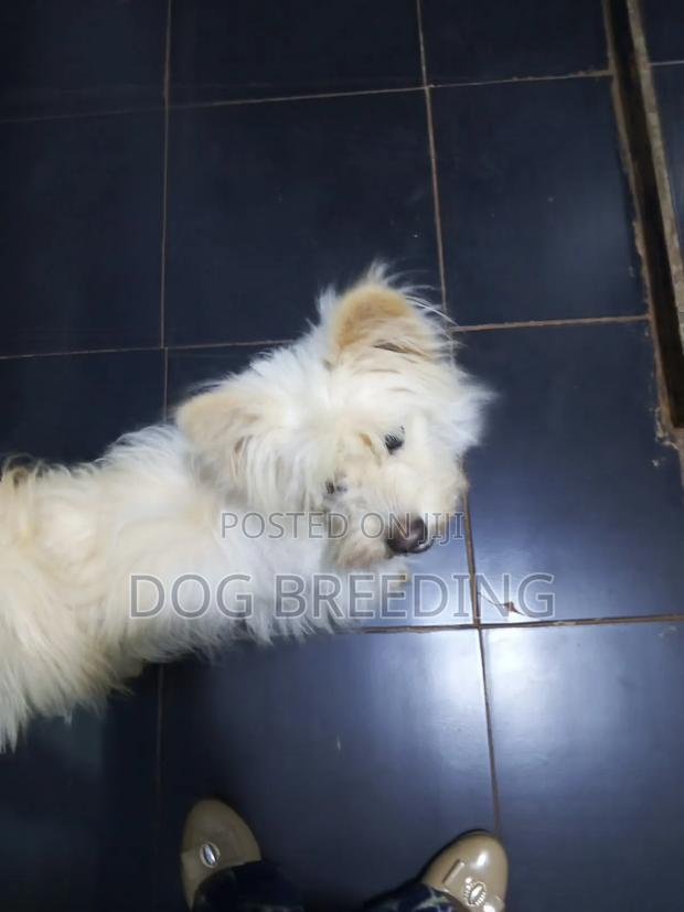 1-3 months Male Purebred Maltese - thumbnail 3