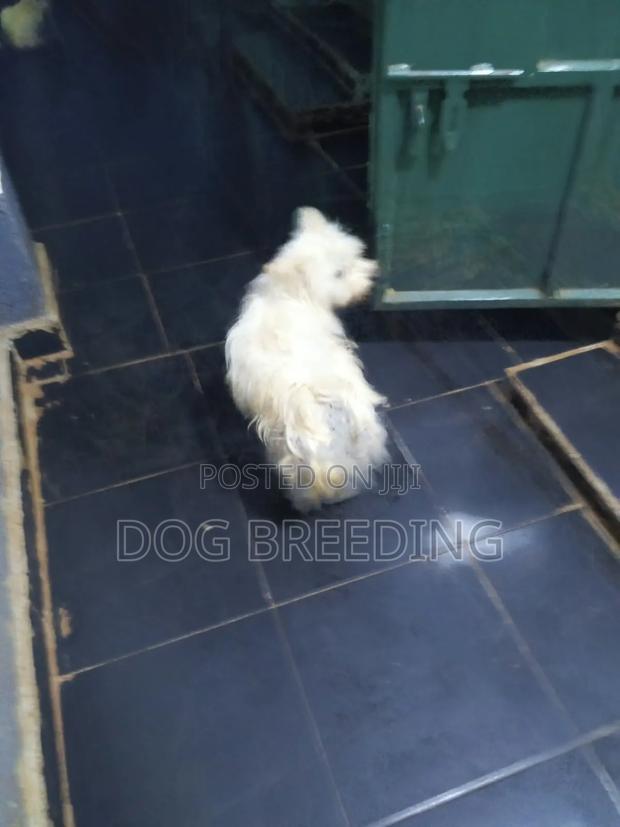 1-3 months Male Purebred Maltese - thumbnail 4