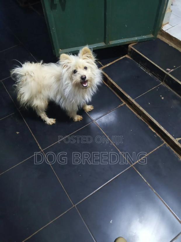 1-3 months Male Purebred Maltese - thumbnail 5