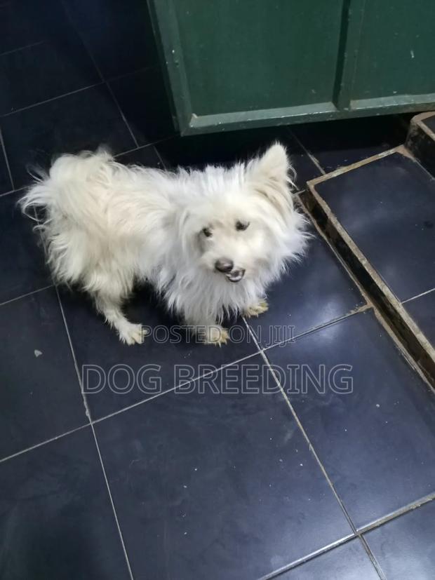 1-3 months Male Purebred Maltese - thumbnail 6