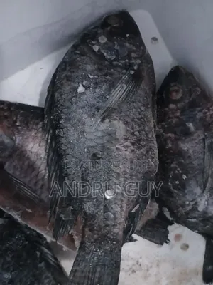 Lake Victoria Fish, Tilapia and Nile Perch (Mbuta)