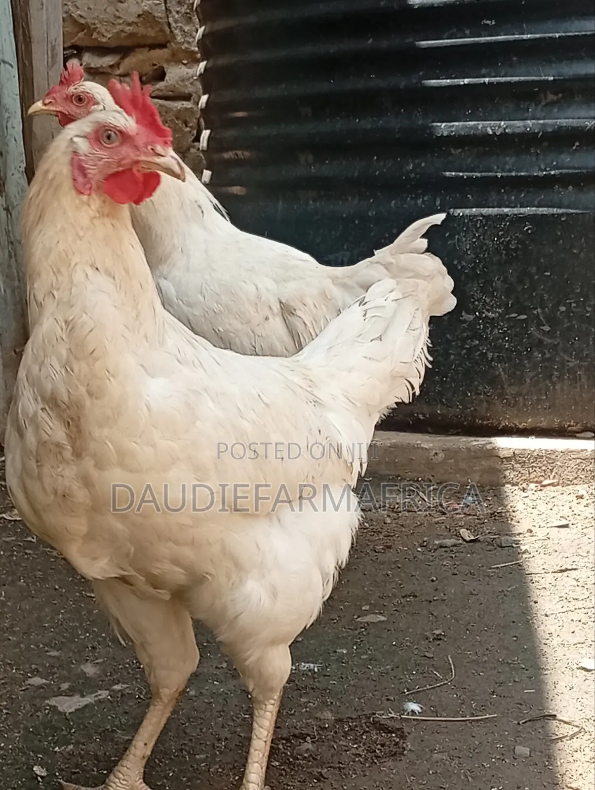 Kienyeji Chicken