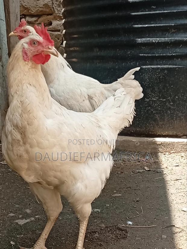 Kienyeji Chicken - main view