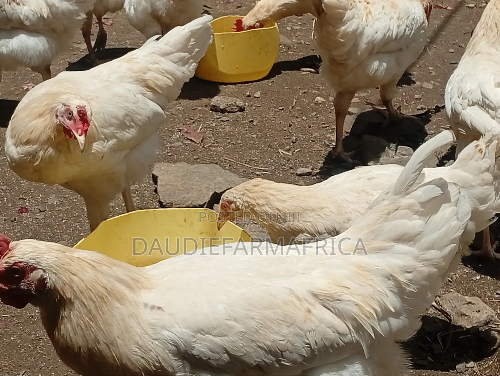 Kienyeji Chicken