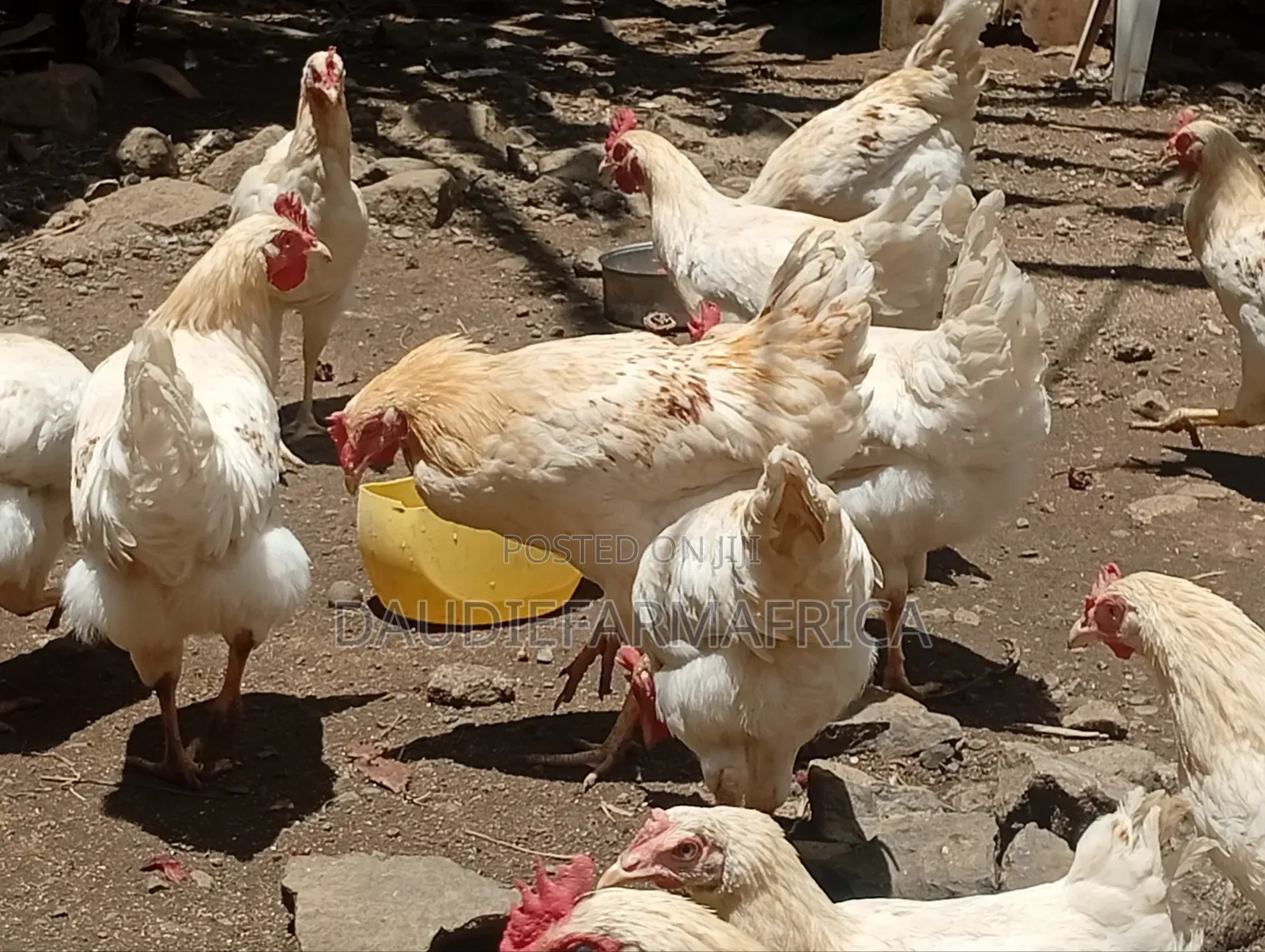 Kienyeji Chicken