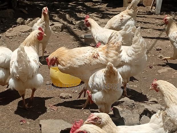Kienyeji Chicken - thumbnail 3