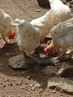 Kienyeji Chicken
