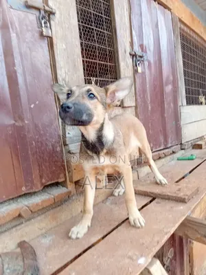 3-6 months Male Purebred Belgian Malinois