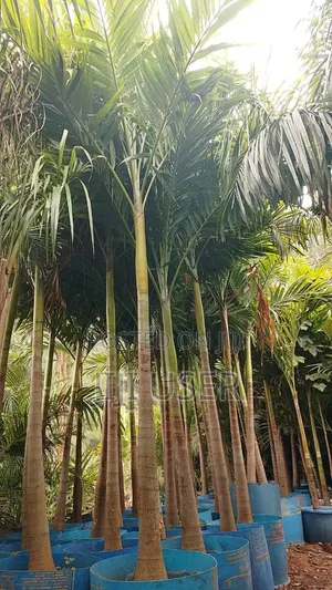 Big Christmas Palm