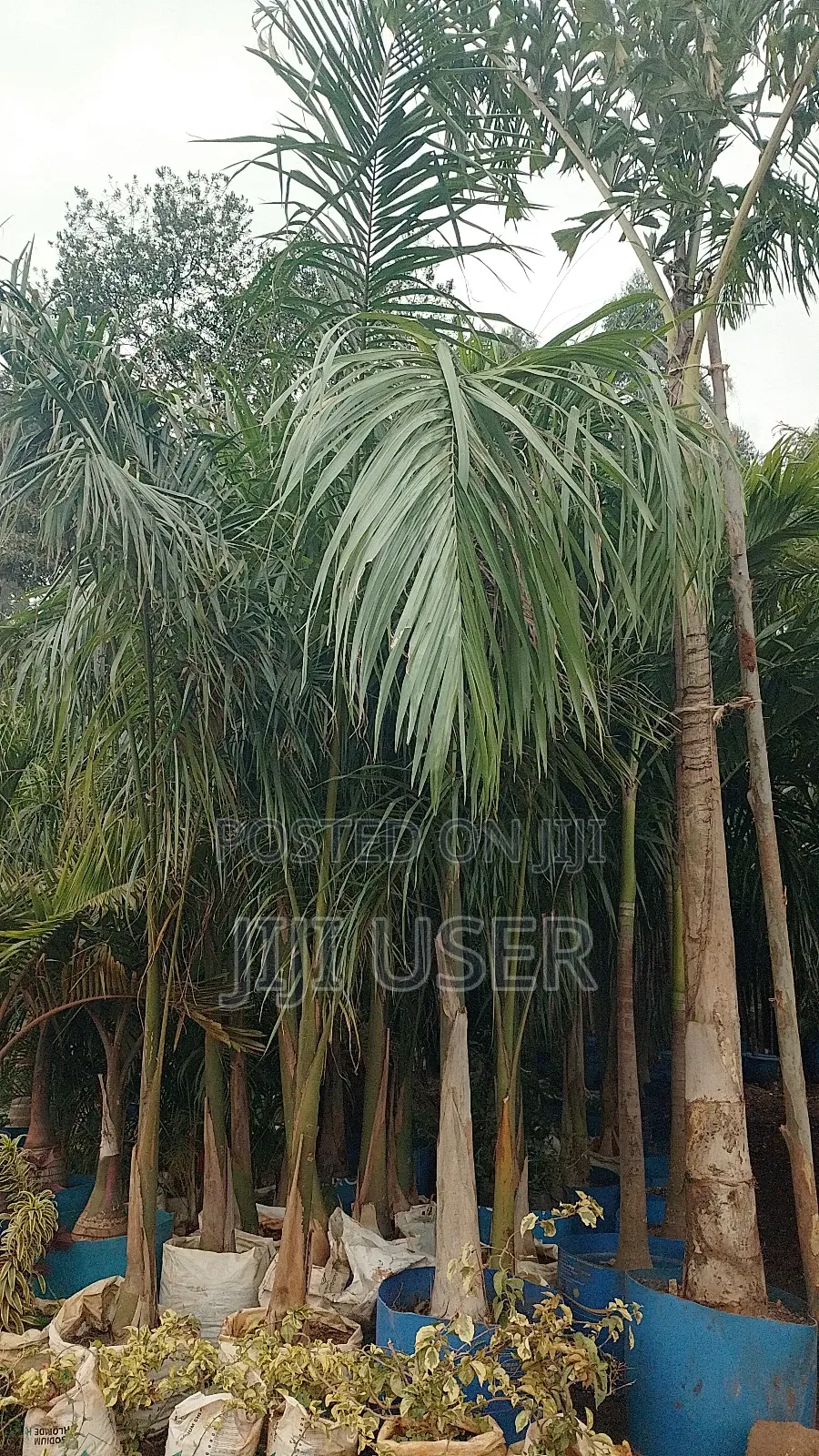 Heathy Roly Palm
