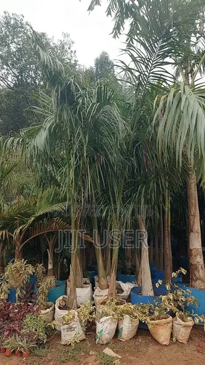 Heathy Roly Palm