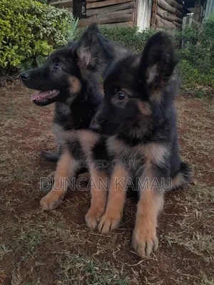 1-3 months Female Purebred German Shepherd