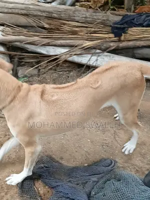 6-12 months Female Purebred Rhodesian Ridgeback