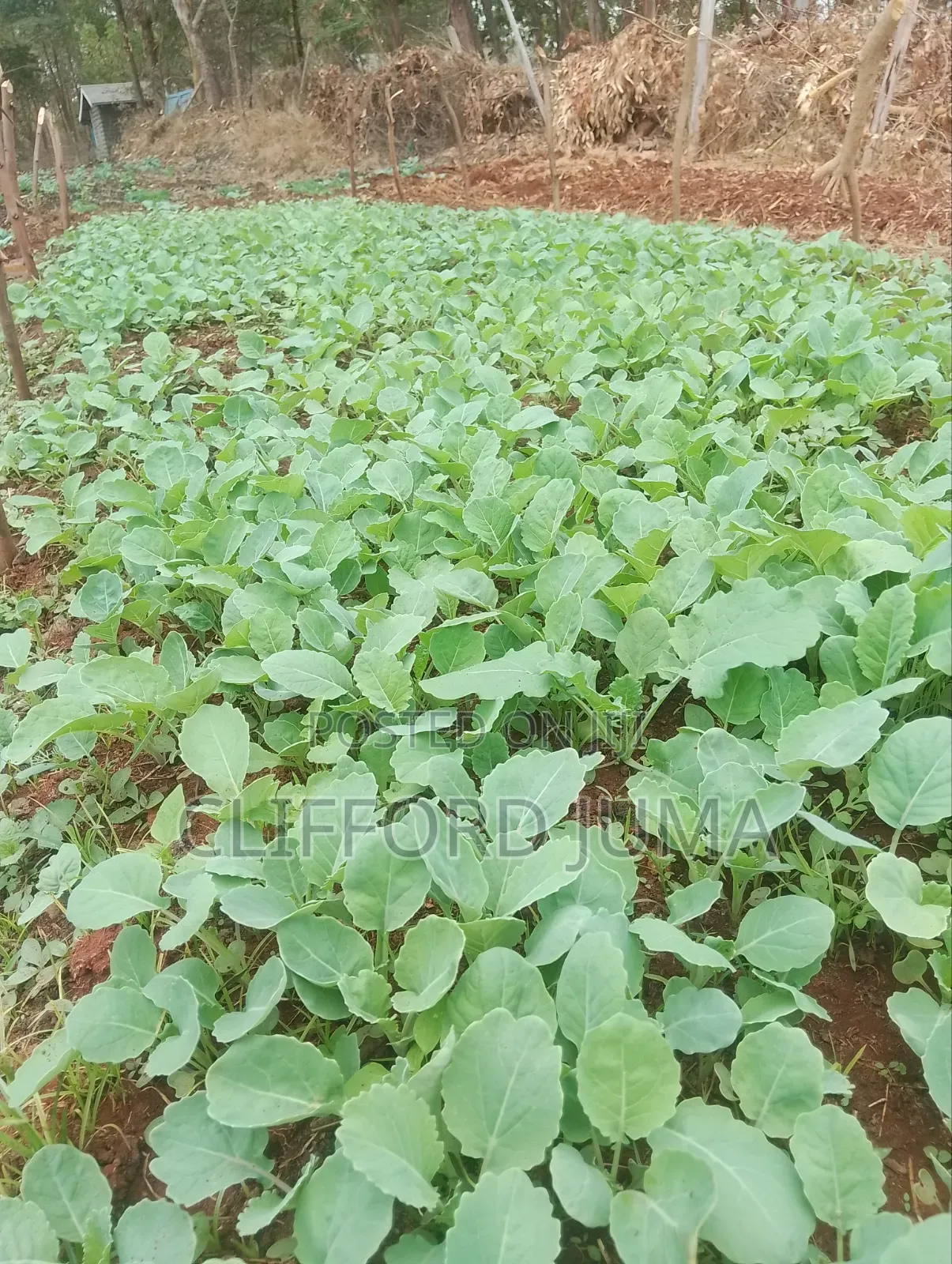 Collard Sukuma Wiki Seedlings