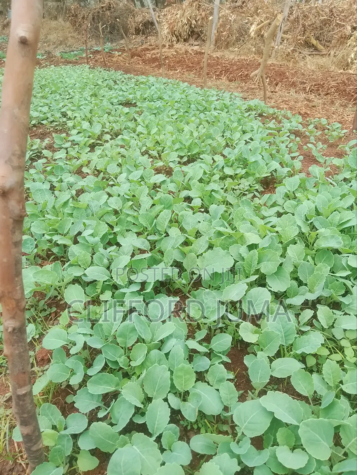 Collard Sukuma Wiki Seedlings