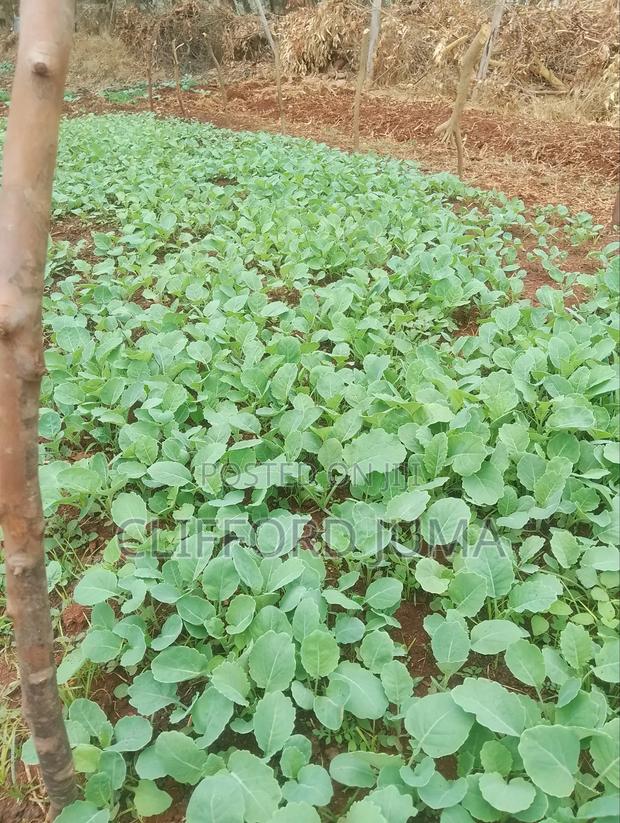 Collard Sukuma Wiki Seedlings - thumbnail 3