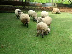 Hampshire & Corriedale Sheep (Expectant Ewes)
