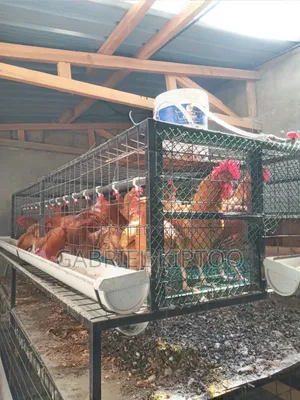 Local Poultry Cages