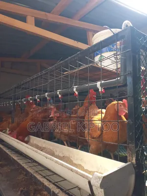 Local Poultry Cages