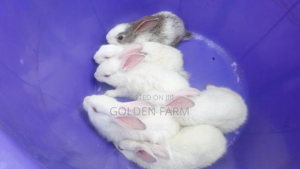 Dutch Rabbit - thumbnail 3