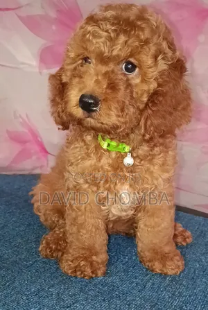 1-3 months Male Purebred Poodle