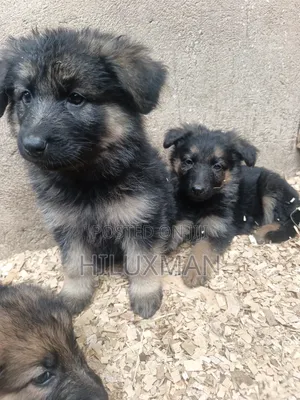 1-3 months Male Purebred German Shepherd