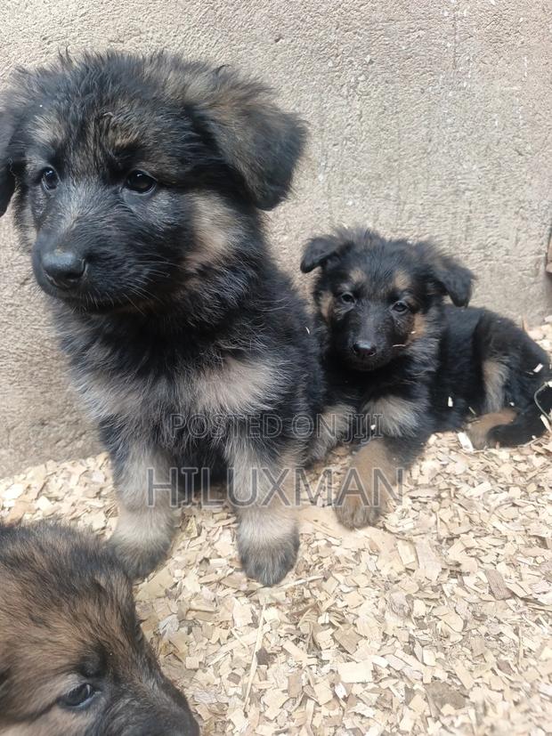 1-3 months Male Purebred German Shepherd