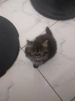 1-3 months Male Purebred Persian