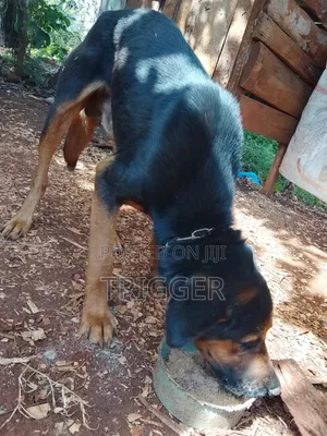 1+ year Male Mixed Breed Rottweiler
