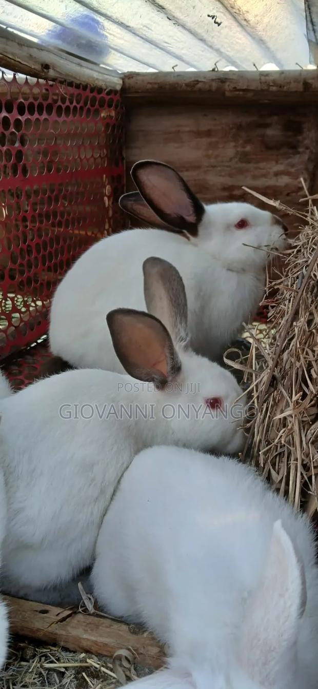 Breeding Rabbits.