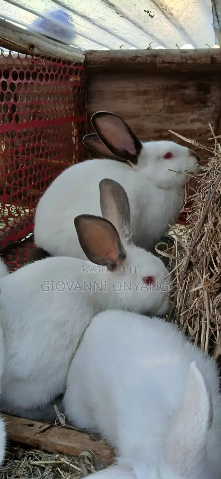 Breeding Rabbits.