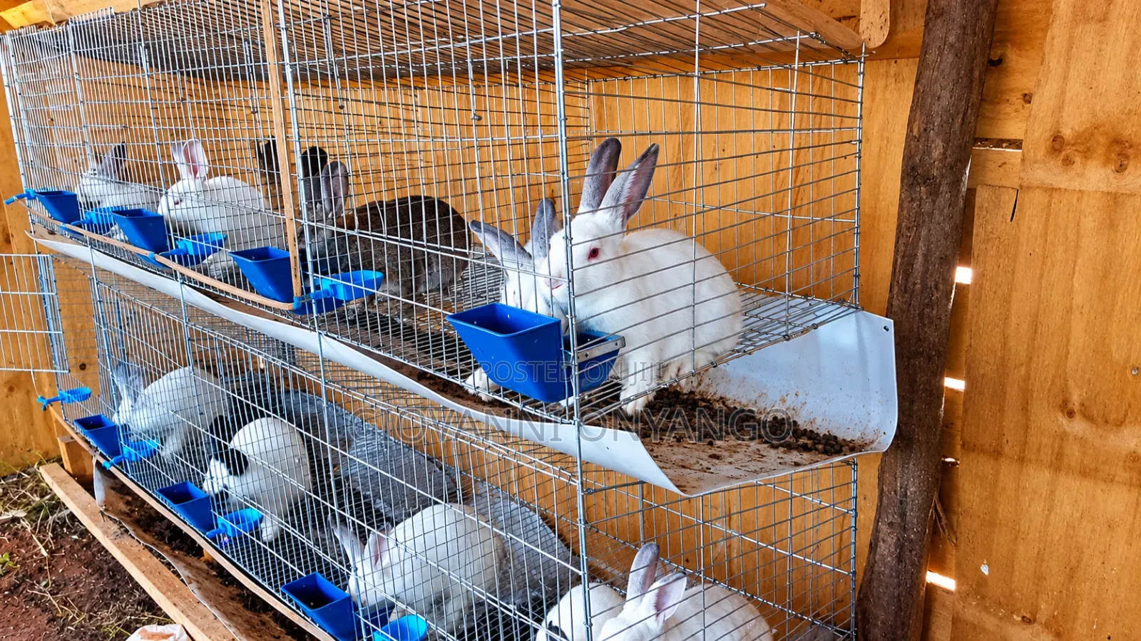 4-6 Week Old Breeding Rabbits.
