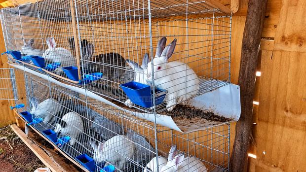 4-6 Week Old Breeding Rabbits.