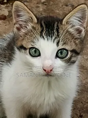 3-6 months Male Mixed Breed American Shorthair